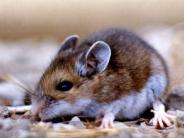 Picture of mouse