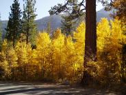 Fall Colors on Lee Vining Creek