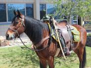 Mounted Patrol Horse "Bigun"