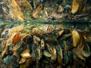 An underwater view of golden mussels growing on a dock at a Delta boatyard in Stockton on Oct. 23, 2025. Photo by Fred Greaves f
