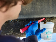 A worker scrapes golden mussels from a pontoon on a work barge at a Delta boatyard. Photo by Fred Greaves for CalMatters.