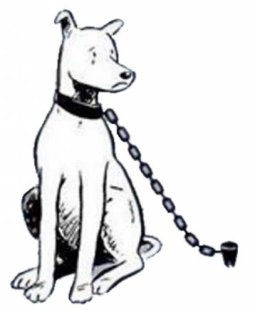 Dog on chain