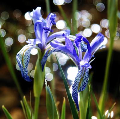 Iris Flower