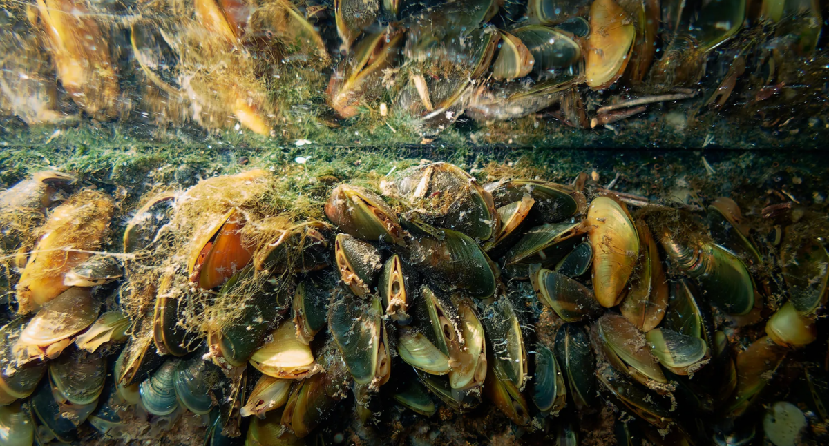 An underwater view of golden mussels growing on a dock at a Delta boatyard in Stockton on Oct. 23, 2025. Photo by Fred Greaves f