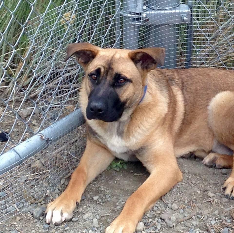 bridgeport animal shelter